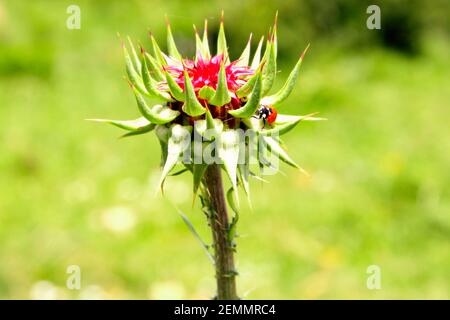 Lady Bug sitzt auf der Blüte einer Distel in Eine Frühlingswiese Stockfoto