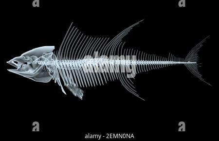 Fisch-Röntgenskelette auf schwarzem Hintergrund, abbildung 3D Stockfoto