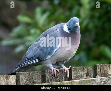 Gemeine Taube, ( Columba palumbus) auf einem Vogelfutterhäuschen, Livingston, West Lothian, Schottland, Großbritannien. Stockfoto