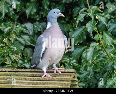 Gemeine Taube, ( Columba palumbus) auf einem Vogelfutterhäuschen, Livingston, West Lothian, Schottland, Großbritannien. Stockfoto