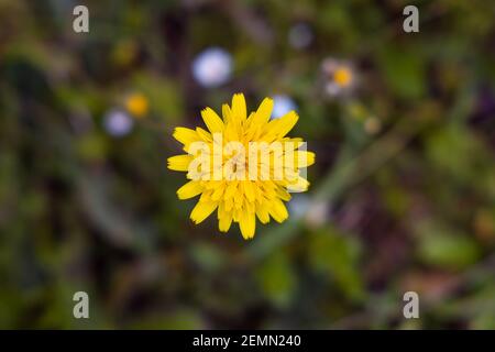 Wilde gelbe Löwenzahn Blume, Close-up, Copy Space. Draufsicht. Frühlingskonzept, grüner Hintergrund. Aus der Natur von Antalya Türkei. Stockfoto