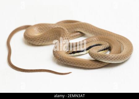 Malaiische Ringhalsschlange Liopeltis tricolor isoliert auf weißem Hintergrund Stockfoto