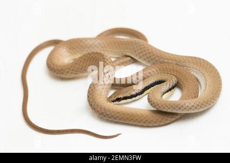 Malaiische Ringhalsschlange Liopeltis tricolor isoliert auf weißem Hintergrund Stockfoto