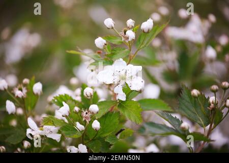 Schöne Pflanzen im Frühlingsblüten Obstgarten. Brombeerbusch mit weißen Blüten. Blühende Primocane fruchtige Brombeeren der Familie der Rosaceae. Stockfoto