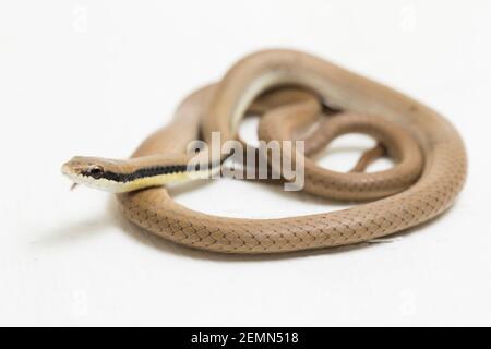 Malaiische Ringhalsschlange Liopeltis tricolor isoliert auf weißem Hintergrund Stockfoto