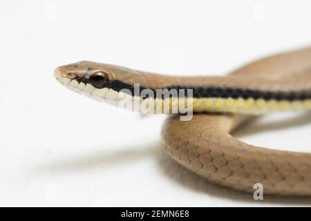 Malaiische Ringhalsschlange Liopeltis tricolor isoliert auf weißem Hintergrund Stockfoto