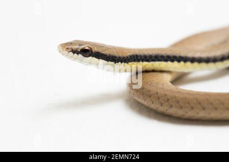 Malaiische Ringhalsschlange Liopeltis tricolor isoliert auf weißem Hintergrund Stockfoto