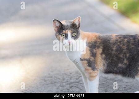 Eine dreifarbige, schwarze, orangefarbene und weiße Katze hält beim Überqueren des Gehwegs inne, um sich die Kamera anzusehen. Stockfoto