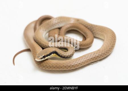 Malaiische Ringhalsschlange Liopeltis tricolor isoliert auf weißem Hintergrund Stockfoto