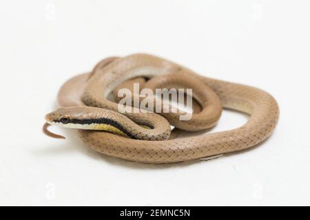 Malaiische Ringhalsschlange Liopeltis tricolor isoliert auf weißem Hintergrund Stockfoto