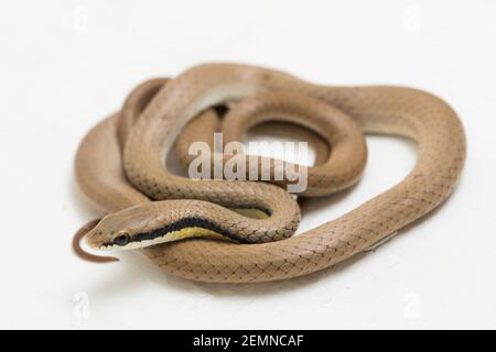 Malaiische Ringhalsschlange Liopeltis tricolor isoliert auf weißem Hintergrund Stockfoto