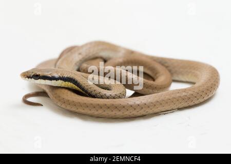 Malaiische Ringhalsschlange Liopeltis tricolor isoliert auf weißem Hintergrund Stockfoto