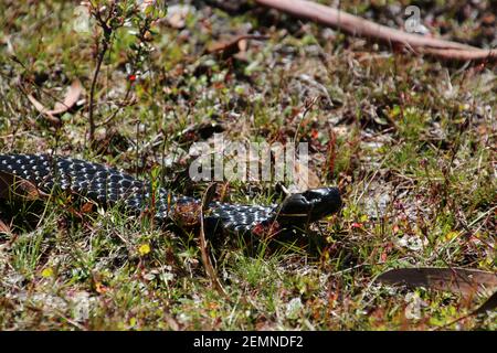 Tiger Snake im Gras, Tasmanien, Australien Stockfoto