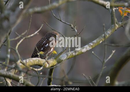 Asiatische Sperlingskauz sitzt auf dem Zweig EINES Baum Stockfoto