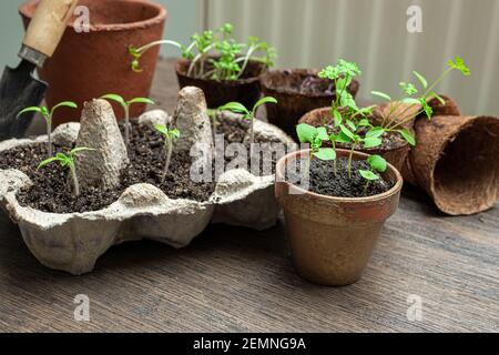 Gemüsesämlinge in wiederverwendeten Eierkartons, Kokos- und Keramiktöpfen, das Konzept des ökologischen Gartenbaus und des Anbaus der eigenen Nahrung zu Hause Stockfoto