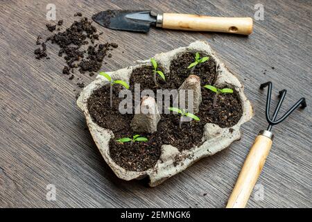 Tomatensämlinge, die in wiederverwendeter Eierbox und Gartenwerkzeugen auf Holztisch wachsen, null Abfall und organisches Gartenkonzept, Draufsicht Stockfoto