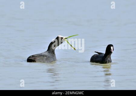 Im Feuchtgebiet Ernähren Sich Vogelarten Stockfoto