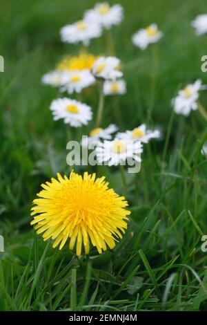 Taraxacum officinale. Löwenzahn und Gänseblümchen im Gras. Stockfoto