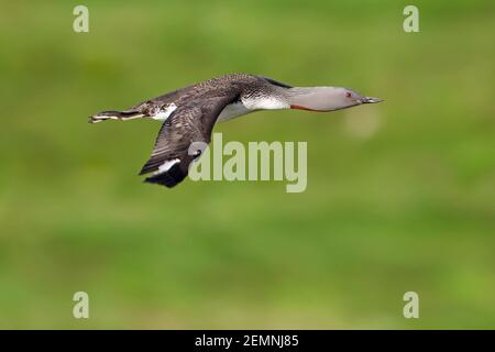 Rotkehltaucher/Rotkehltaucher (Gavia stellata) Im Zuchtgefieder fliegen im Sommer Stockfoto