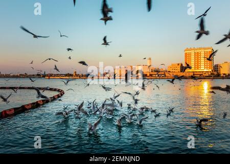 Schöne Aufnahme von Möwenvögeln auf dem blauen Wasser in Dubai Creek, Vereinigte Arabische Emirate. Stockfoto