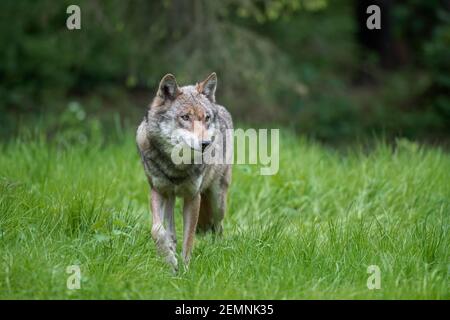 Einsamer eurasischer Wolf / Europäischer Grauwolf / Grauer Wolf (Canis lupus) Jagd auf der Wiese am Waldrand Stockfoto