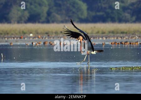 Der Große Adjutant Storch Bird Landet Im Feuchtgebiet Stockfoto