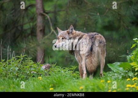 Einsamer eurasischer Wolf / Europäischer Grauwolf / Grauer Wolf (Canis lupus) auf der Wiese am Rande des Pinienwaldes Stockfoto