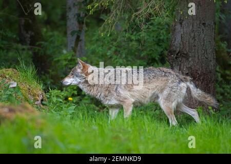 Einsamer eurasischer Wolf / Europäischer Grauwolf / Grauer Wolf (Canis lupus) auf der Wiese am Rande des Pinienwaldes Stockfoto