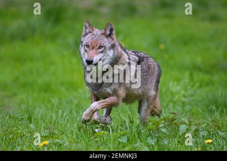 Einsamer eurasischer Wolf / Europäischer Grauwolf / Grauer Wolf (Canis lupus) Laufen auf Wiese / Wiese Stockfoto