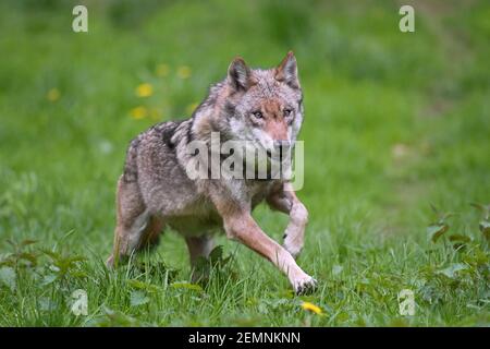 Einsamer eurasischer Wolf / Europäischer Grauwolf / Grauer Wolf (Canis lupus) Laufen auf Wiese / Wiese Stockfoto
