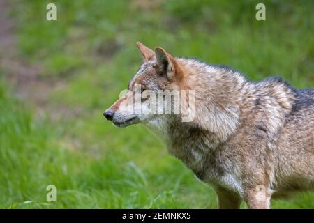 Einsamer eurasischer Wolf / Europäischer Grauwolf / Grauer Wolf (Canis lupus) auf der Wiese am Waldrand Stockfoto