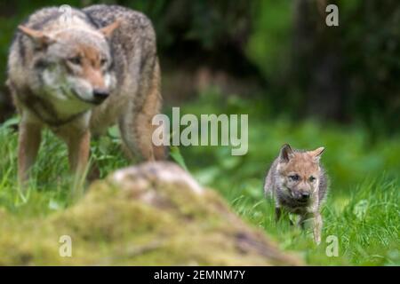 Eurasischer Wolf / Europäischer Grauwolf / Grauer Wolf (Canis lupus) Welpen mit erwachsenen Weibchen im Wald Stockfoto
