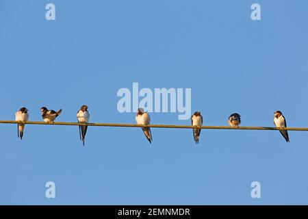 Scheune Schwalben (Hirundo rustica) sammeln sich in riesigen Herde, sitzen auf Stromleitungen / elektrischen Draht vor der Migration Stockfoto