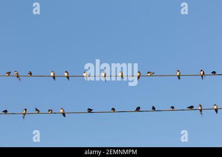 Scheune Schwalben (Hirundo rustica) sammeln sich in riesigen Herde, sitzen auf Stromleitungen / elektrischen Draht vor der Migration Stockfoto