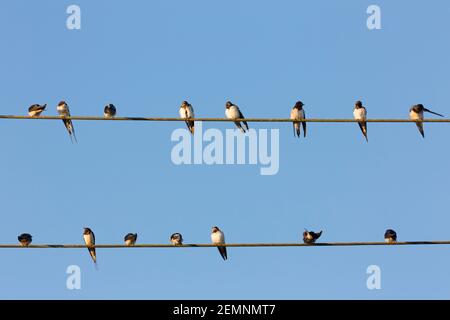 Scheune Schwalben (Hirundo rustica) sammeln sich in riesigen Herde, sitzen auf Stromleitungen / elektrischen Draht vor der Migration Stockfoto