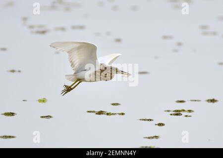 Indian Pond Heron Bird Fliegt Mit Der Beute Stockfoto