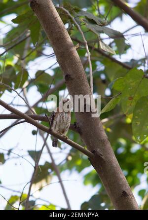 Kubanische Zwergeule, Glaucidium siju, alleinstehend im Baum, Kuba Stockfoto