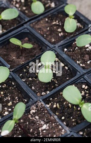 Helianthus annuus. Sonnenblumenkeimlinge. Stockfoto