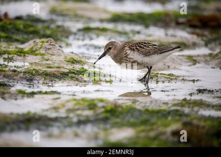 Ein kleiner Watvogel stand am Meeresufer Stockfoto