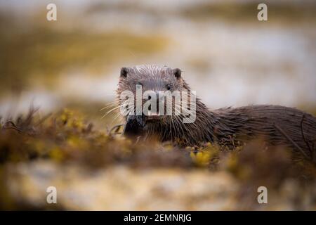 Ein junger eurasischer Otter, der einen Makrele am Meer isst Stockfoto