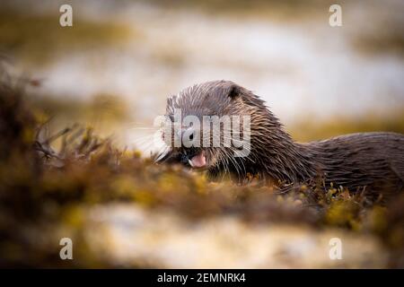 Ein junger eurasischer Otter, der einen Makrele am Meer isst Stockfoto