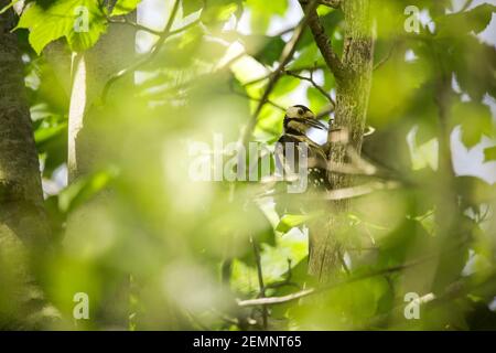 Ein Buntspecht, der auf einen Baum klopft Stockfoto