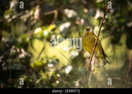 Ein Grünfink-Vogel thront auf einem Zweig Stockfoto