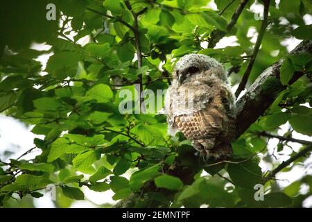 Eine junge Tawny Owl saß in einem Baum Stockfoto