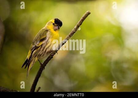 Ein männlicher Siskin-Vogel, der auf einem Ast thront Stockfoto