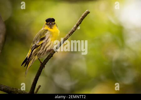 Ein männlicher Siskin-Vogel, der auf einem Zweig thront und sich anschaut Die Kamera Stockfoto