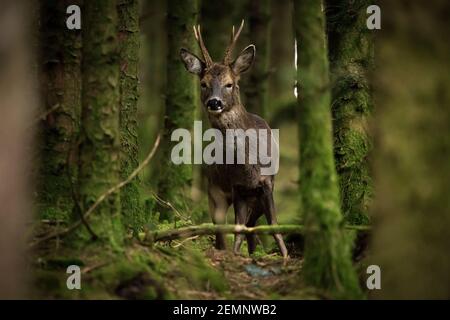 Ein männlicher Buck Roe Hirsch stand in einem Wald suchen An der Kamera Stockfoto