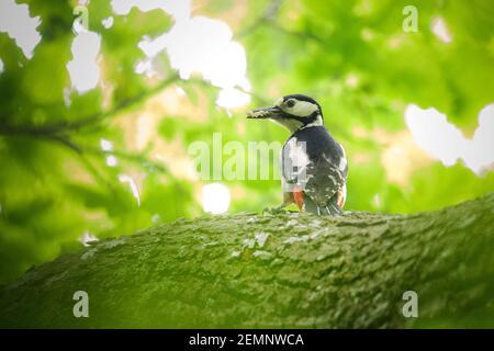Ein Großspecht auf einem Baum mit Futter Sein Schnabel Stockfoto
