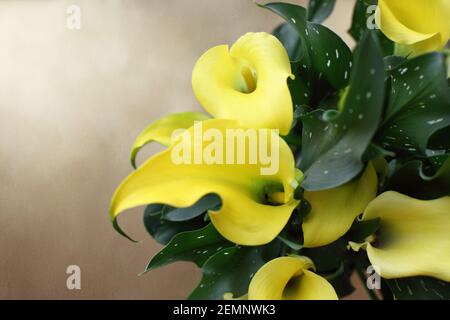 Overhead Ansicht von schönen eingetopften gelben Calla Lilien, Zantedeschia aethiopica; über einem kupfernen Hintergrund mit Platz für Text. Bild von oben aufgenommen. Stockfoto