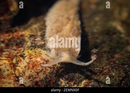 Eine Meeresschnecke nudibranch auf dem Felsen Stockfoto